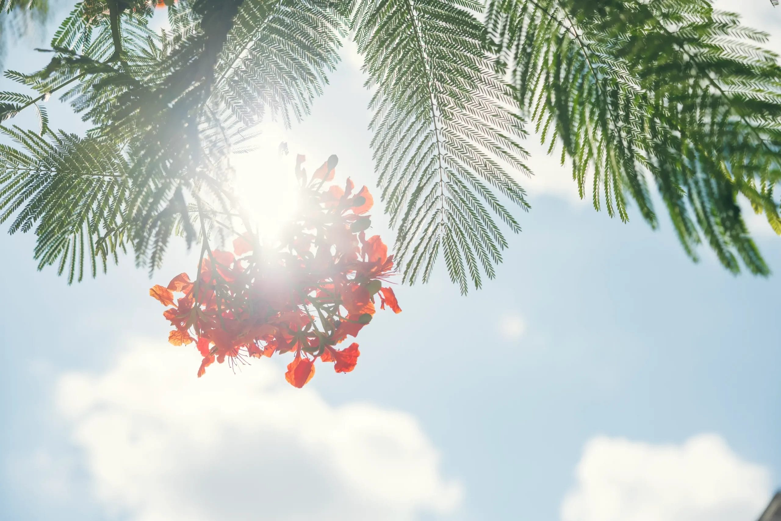 沖縄高級ランチの穴場として注目